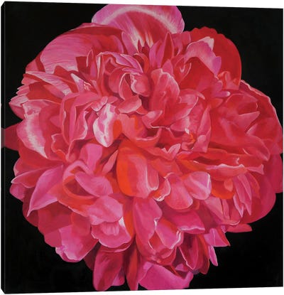 Pink Peony I Canvas Art Print - Richard Jurtitsch
