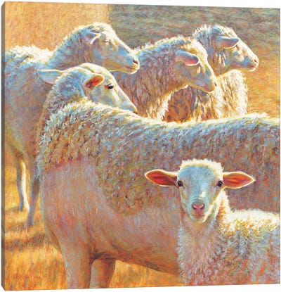 They Don't See What She Sees Canvas Art Print - Golden Hour Animals