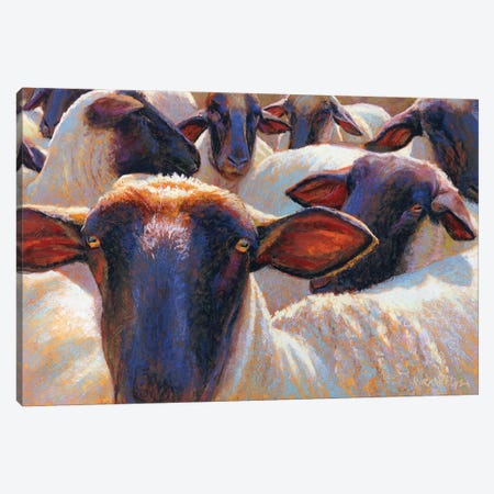 Eight Or Nine Sheep Canvas Print #RKK53} by Rita Kirkman Canvas Artwork