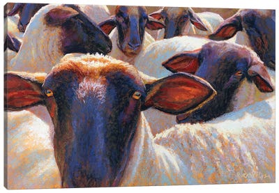 Eight Or Nine Sheep Canvas Art Print - Rita Kirkman