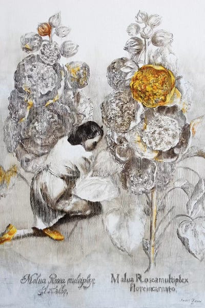 Malua Rosea Multiplex