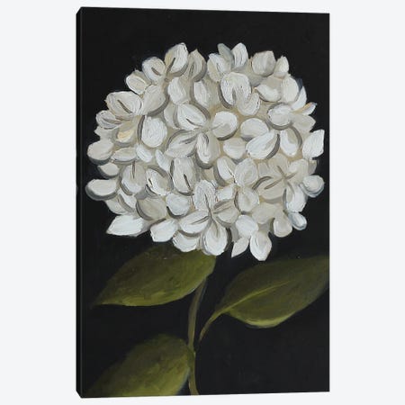 White Hydrangea Canvas Print #RKY155} by Romana Khomyn Canvas Art
