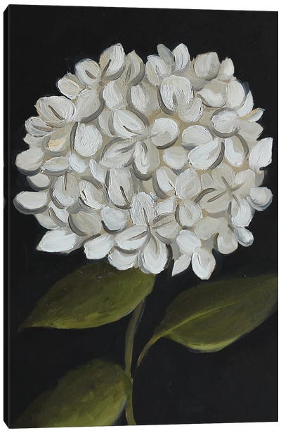 White Hydrangea Canvas Art Print - Romana Khomyn