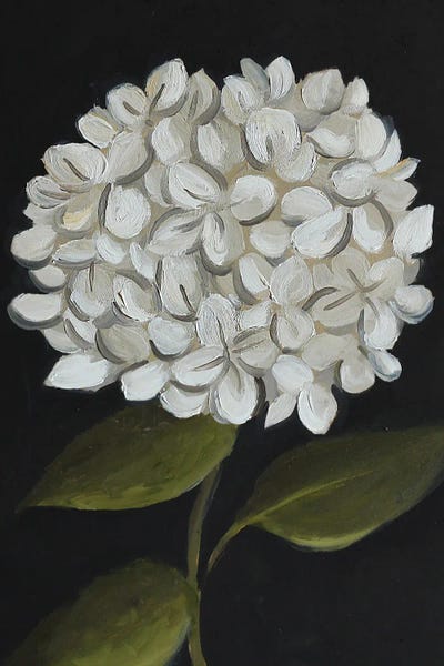 Hydrangeas: White Hydrangea by Romana Khomyn