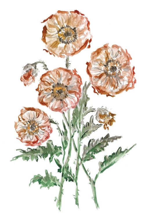 Orange Poppies