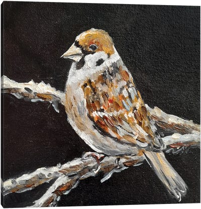 Sparrow Canvas Art Print - Romana Khomyn