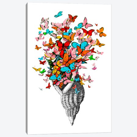 Butterfly Shell Canvas Print #RLA12} by RococcoLA Art Print
