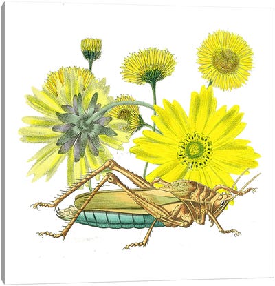 Grasshoper With Yellow Flower Canvas Art Print - RococcoLA