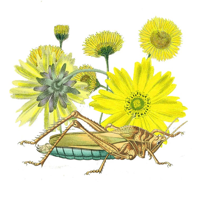 Grasshoper With Yellow Flower