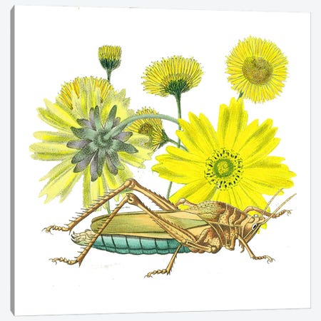 Grasshoper With Yellow Flower Canvas Print #RLA17} by RococcoLA Canvas Art