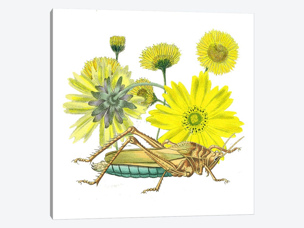 Grasshoper With Yellow Flower by RococcoLA 1-piece Canvas Art Print