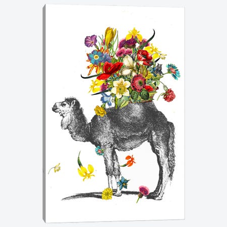 Happy Camel Canvas Print #RLA27} by RococcoLA Art Print