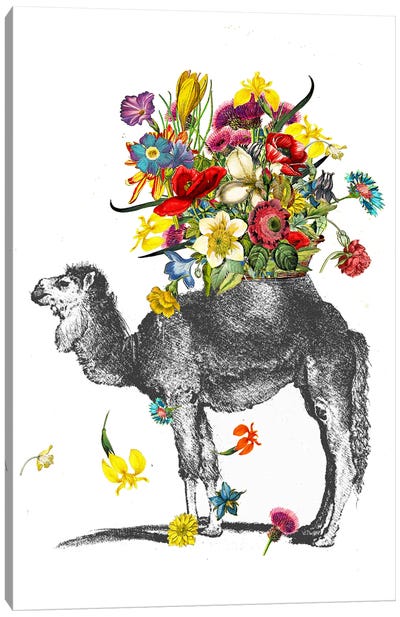 Happy Camel Canvas Art Print - Camel Art