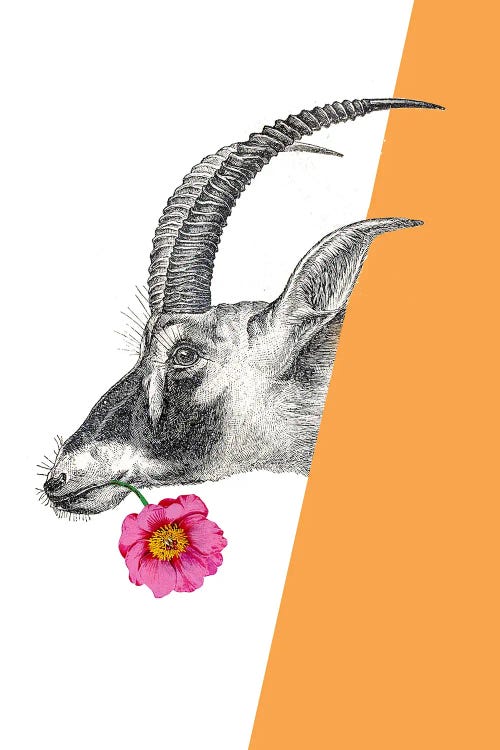 Antelope With Flower