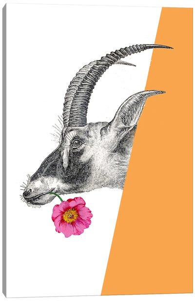 Antelope With Flower Canvas Art Print - Antelope Art