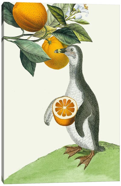Oranges Canvas Art Print - Penguin Art