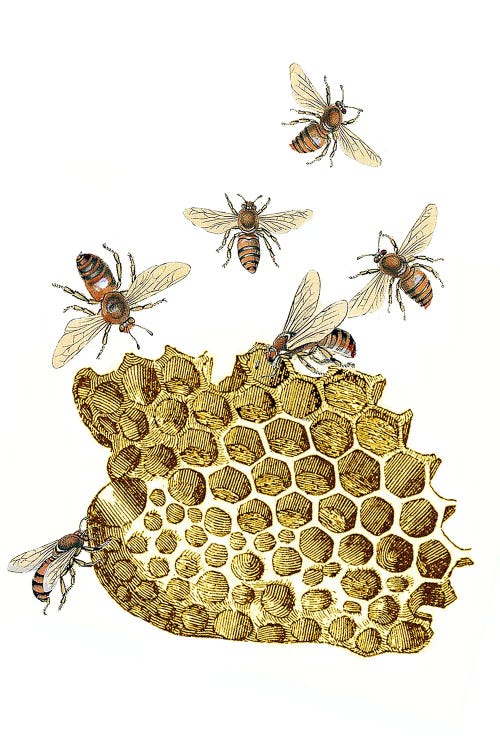 Bee And Honeycomb