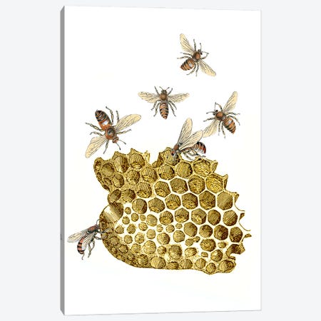 Bee And Honeycomb Canvas Print #RLA8} by RococcoLA Canvas Art