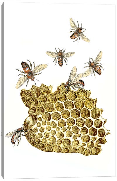 Bee And Honeycomb Canvas Art Print - RococcoLA