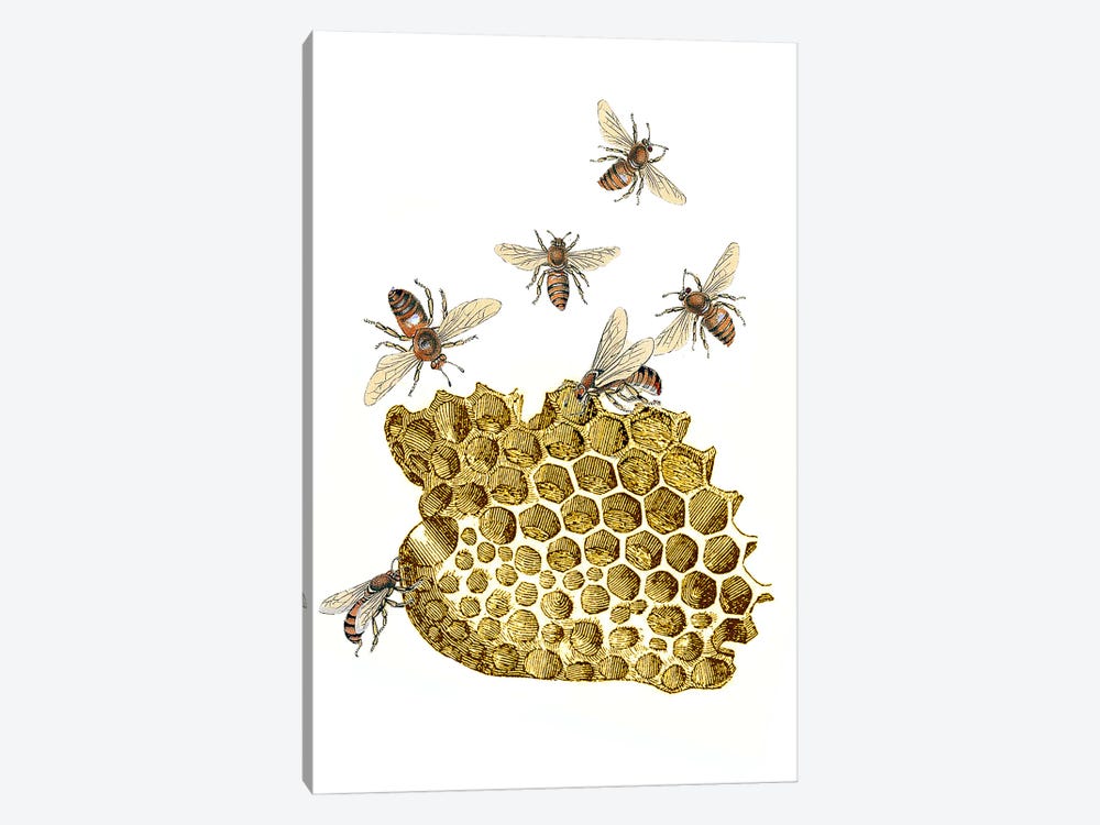 Bee And Honeycomb by RococcoLA 1-piece Canvas Wall Art