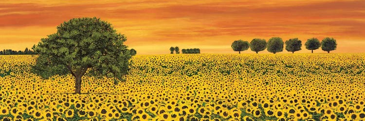 Field of Sunflowers