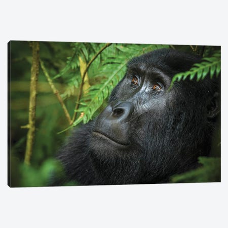 Mountain gorilla. Bwindi Impenetrable Forest. Uganda Canvas Print #RLH1} by Roger De La Harpe Canvas Art Print