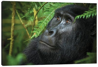 Mountain gorilla. Bwindi Impenetrable Forest. Uganda Canvas Art Print - Primate Art