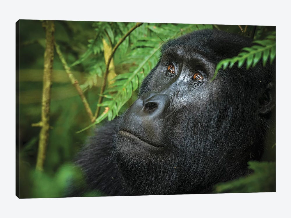 Mountain gorilla. Bwindi Impenetrable Forest. Uganda by Roger De La Harpe 1-piece Canvas Art