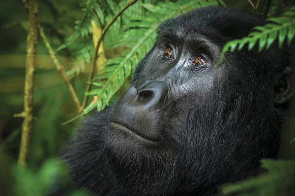 Gorillas: Mountain gorilla. Bwindi Impenetrable Forest. Uganda by Roger De La Harpe