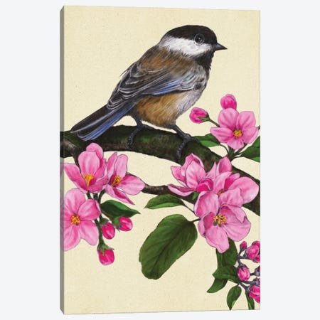 Black Capped Chickadee Canvas Print #RLO3} by Rich Lo Canvas Art
