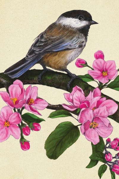 Rich Lo: Black Capped Chickadee by Rich Lo