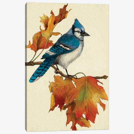 Blue Jay Canvas Print #RLO4} by Rich Lo Canvas Art Print