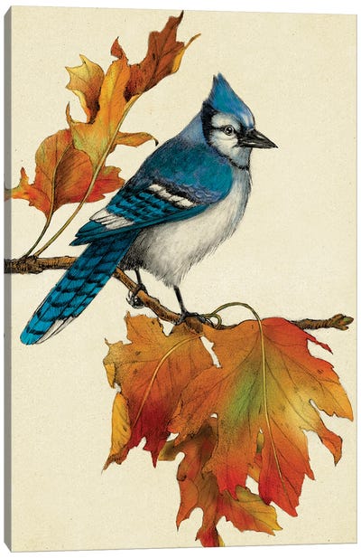 Blue Jay Canvas Art Print