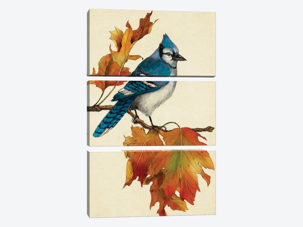 Blue Jay by Rich Lo 3-piece Canvas Artwork