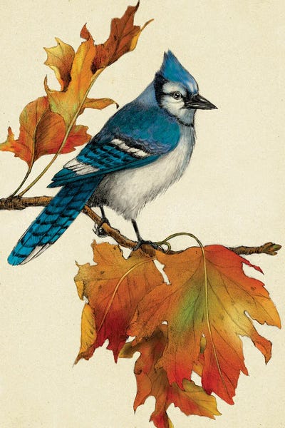 Fine Art Print: Blue Jay by Rich Lo
