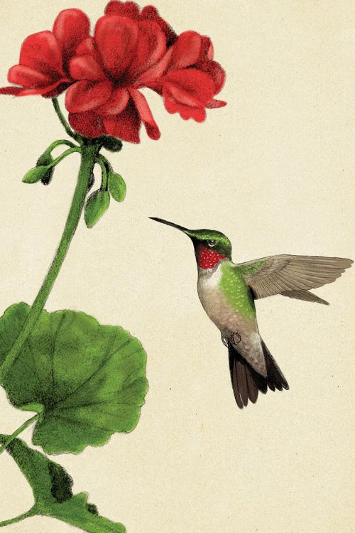 Hummimgbird by Rich Lo wall art