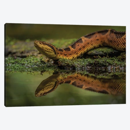 Snake Reflected Canvas Print #RLT101} by Robin Scholte Art Print