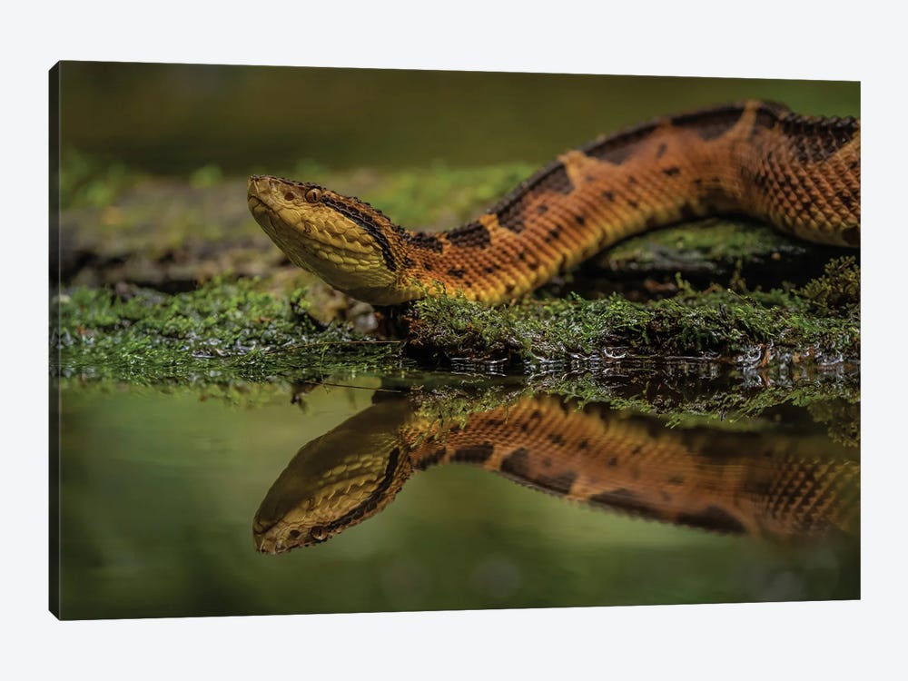 Snake Reflected by Robin Scholte 1-piece Canvas Art Print