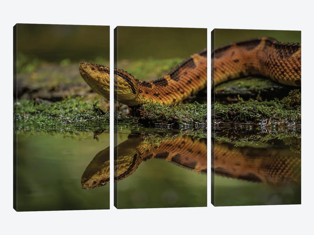 Snake Reflected by Robin Scholte 3-piece Canvas Art Print