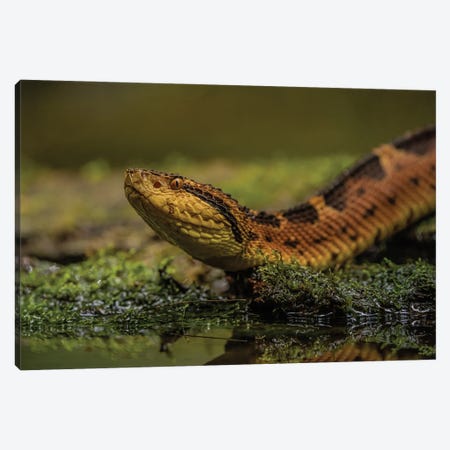 Close-Up Of A Snake Canvas Print #RLT102} by Robin Scholte Canvas Art Print