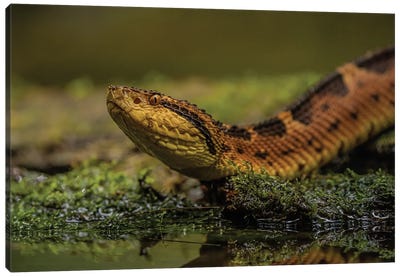Close-Up Of A Snake Canvas Art Print - Snakes