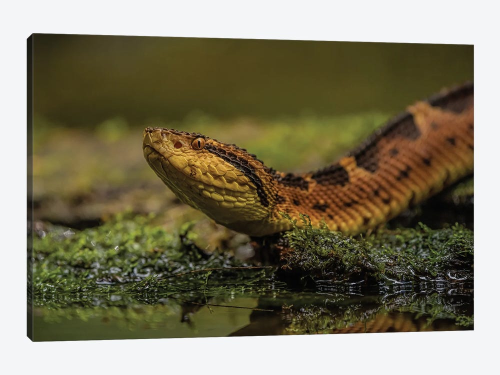 Close-Up Of A Snake by Robin Scholte 1-piece Canvas Artwork