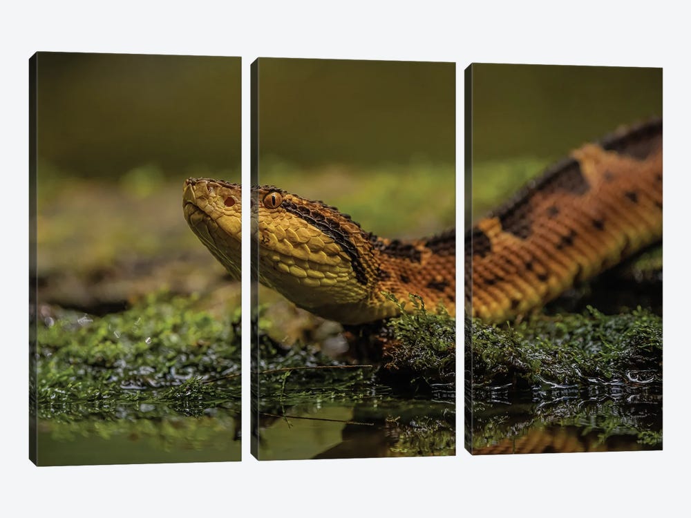 Close-Up Of A Snake by Robin Scholte 3-piece Canvas Wall Art