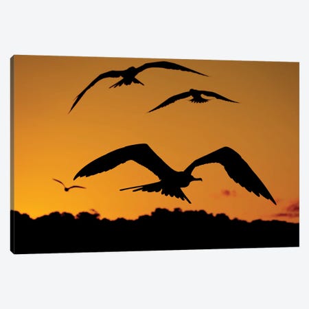 Fregatbirds By Sunset Canvas Print #RLT103} by Robin Scholte Art Print