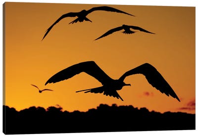 Fregatbirds By Sunset Canvas Art Print - Robin Scholte