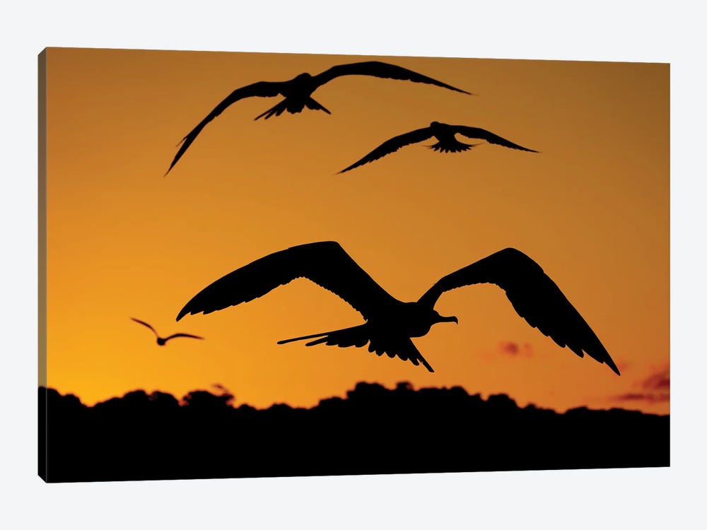 Fregatbirds By Sunset by Robin Scholte 1-piece Canvas Print