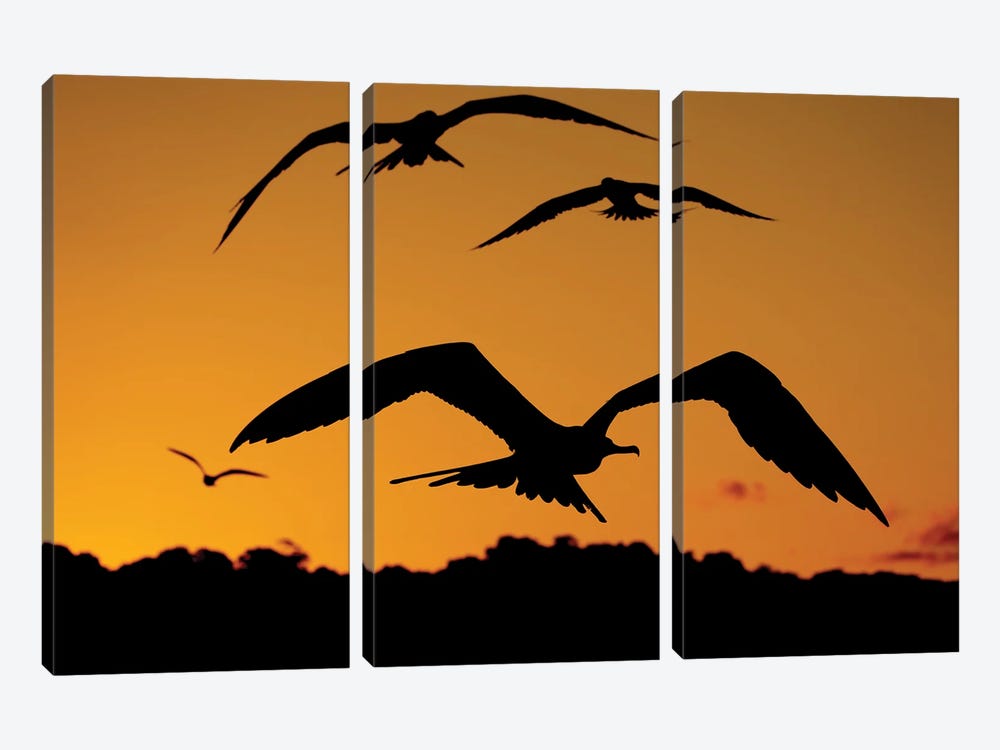 Fregatbirds By Sunset by Robin Scholte 3-piece Canvas Art Print