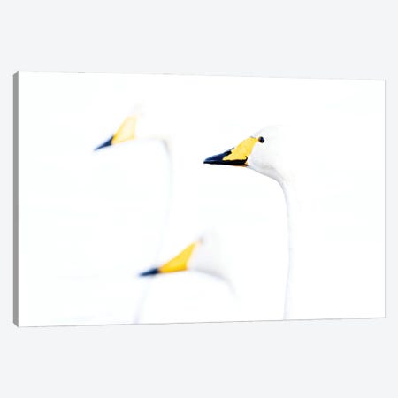 Whooper Swans (Fine Art) Canvas Print #RLT104} by Robin Scholte Canvas Wall Art