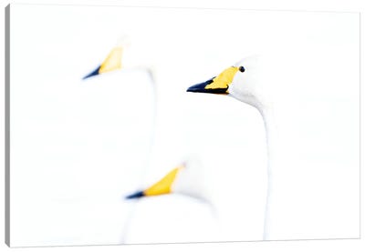 Whooper Swans (Fine Art) Canvas Art Print - Robin Scholte