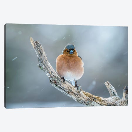 Finch In The Winter Canvas Print #RLT105} by Robin Scholte Canvas Artwork